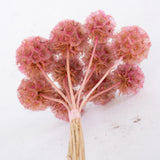 Drumstick Scabiosa, Preserved, Light Pink, Bunch x 10 Stems