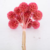 Drumstick Scabiosa, Preserved, Pink, Bunch x 10 Stems