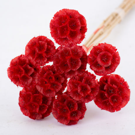 Drumstick Scabiosa, Preserved, Red, Bunch x 10 Stems