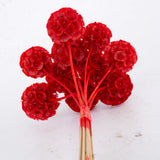Drumstick Scabiosa, Preserved, Red, Bunch x 10 Stems