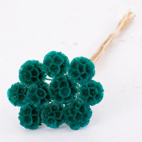 Drumstick Scabiosa, Preserved, Turquoise, Bunch x 10 Stems