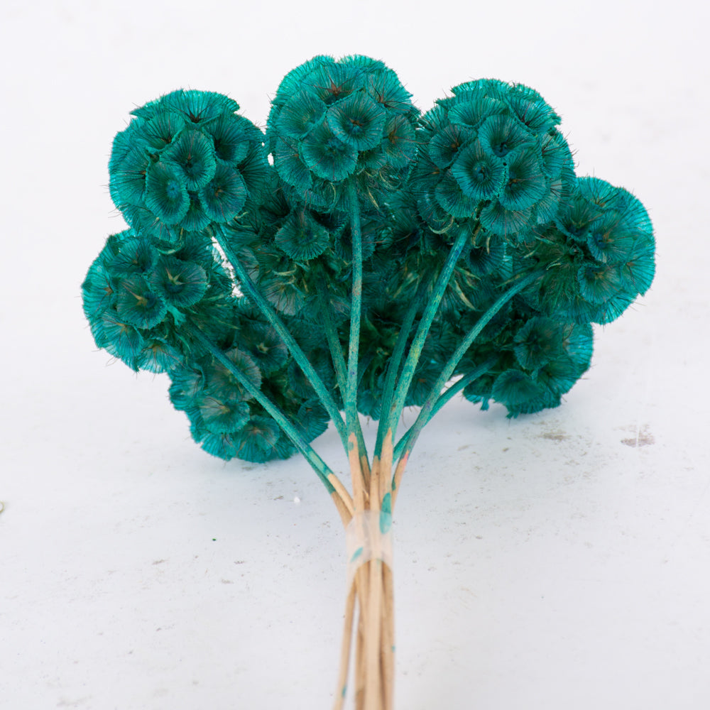 Drumstick Scabiosa, Preserved, Turquoise, Bunch x 10 Stems