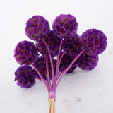 Drumstick Scabiosa, Preserved, Violet, Bunch x 10 Stems