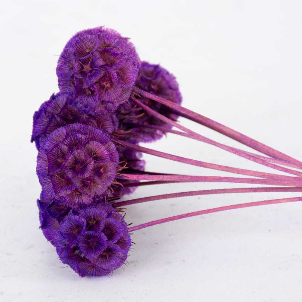 Drumstick Scabiosa, Preserved, Violet, Bunch x 10 Stems
