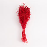 Linum (flax), Dried, Red, 100g bunch