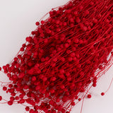 Linum (flax), Dried, Red, 100g bunch