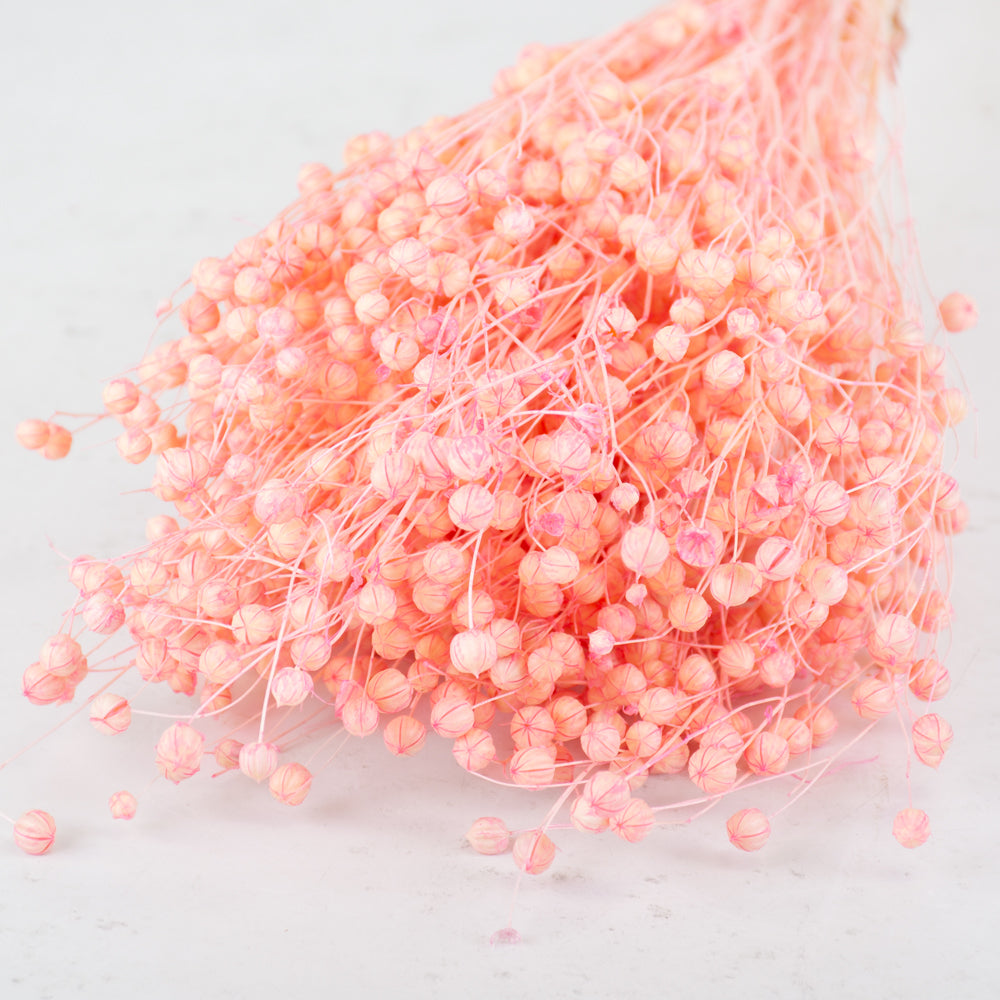 Linum, (flax), pink