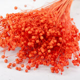 Linum (flax), Orange