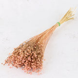 Linum, (flax), Pastel Pink