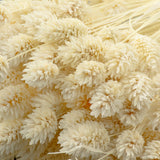 This image shows a bunch of ecru coloured phalaris against a grey background