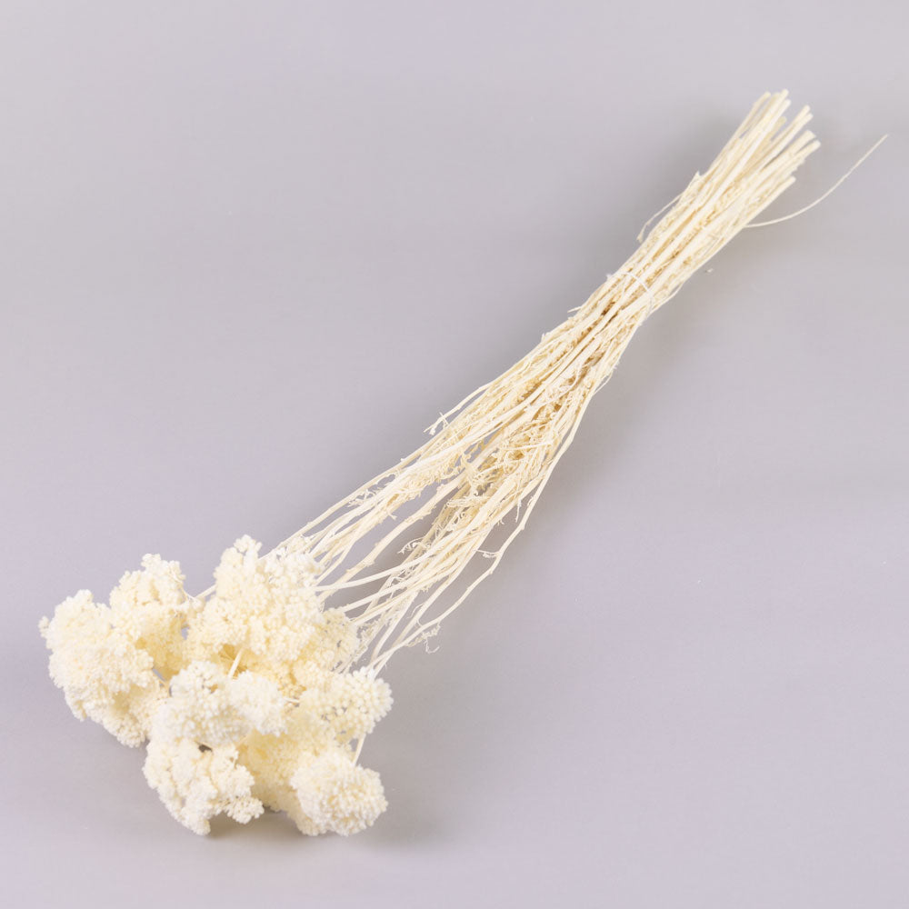 Achillea Parker, Bleached White, 70cm