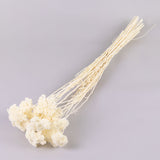 Achillea Parker, Bleached White, 70cm
