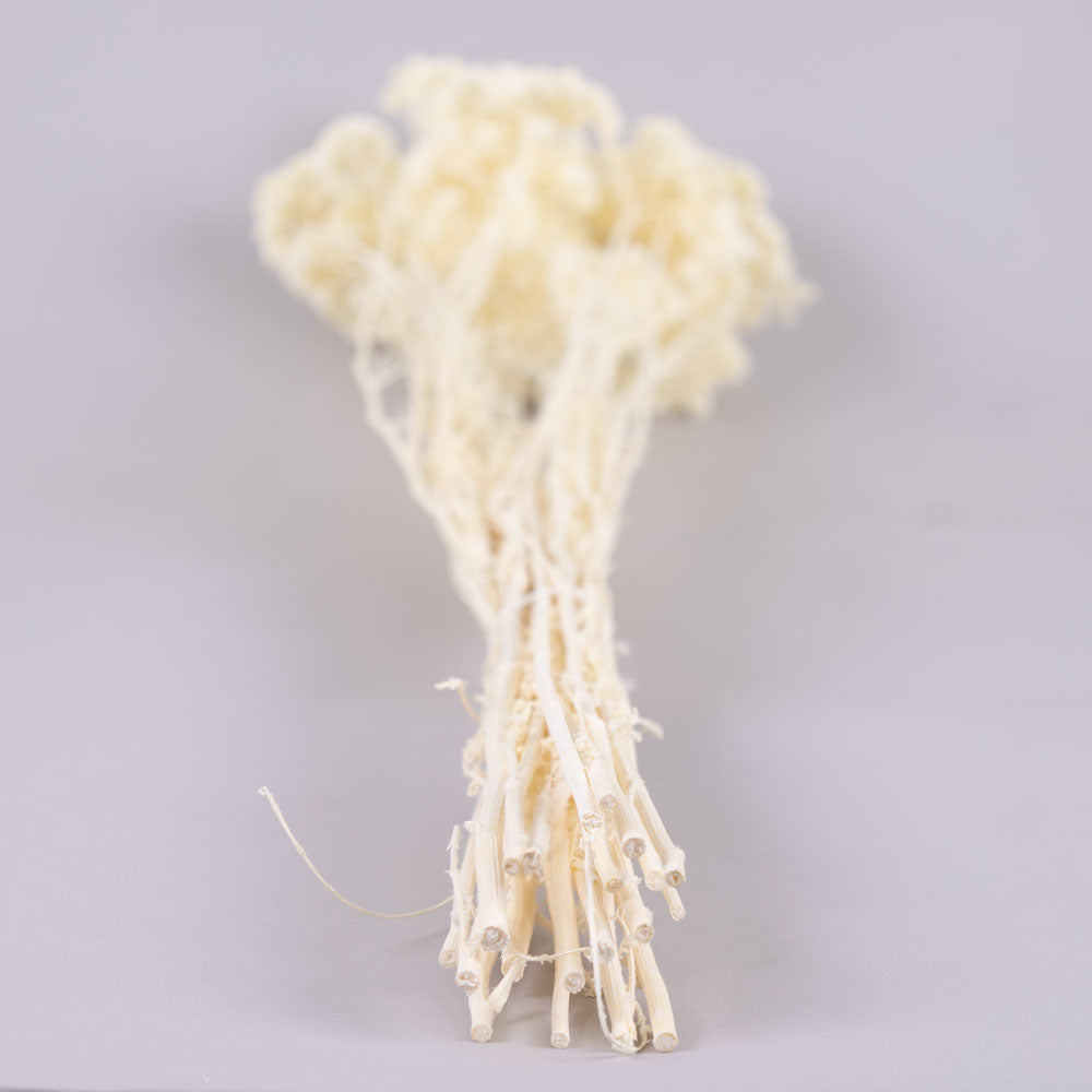 Achillea Parker, Bleached White, 70cm