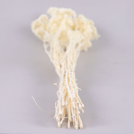 Achillea Parker, Bleached White, 70cm
