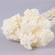 Achillea Parker, Bleached White, 70cm
