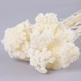 Achillea Parker, Bleached White, 70cm