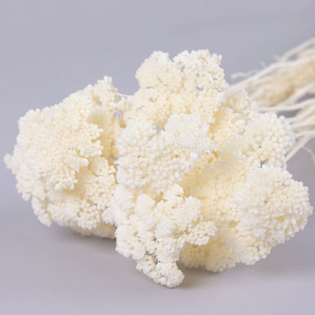 Achillea Parker, Bleached White, 70cm
