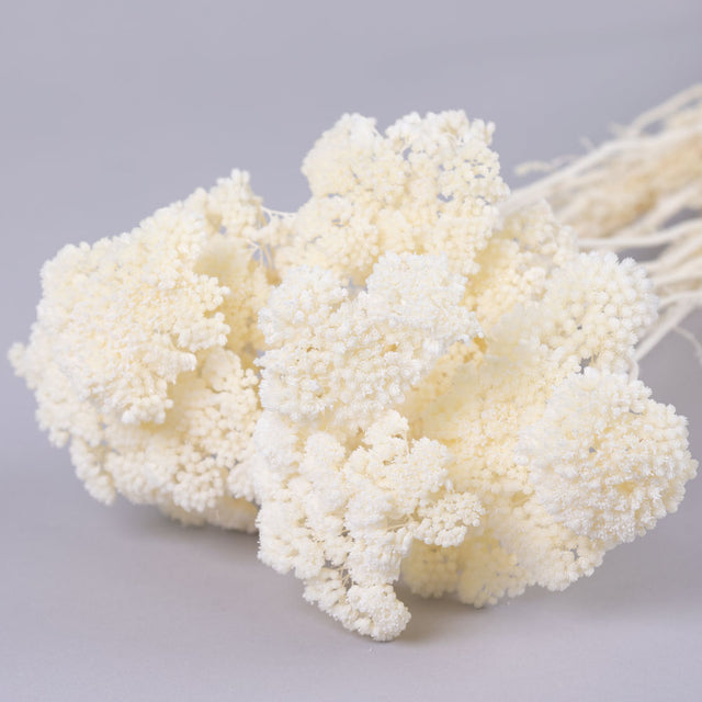 Achillea Parker, Bleached White, 70cm