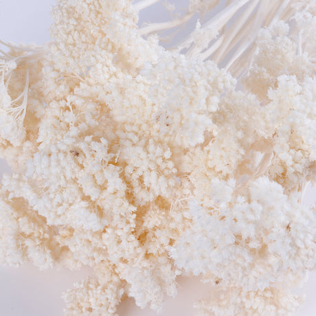 Achillea Parker, Small, Bleached White, 70cm