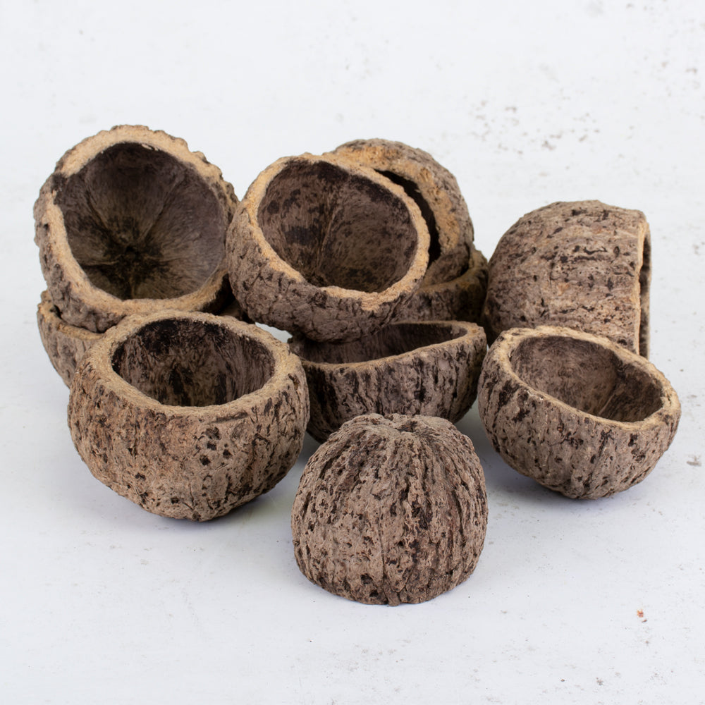 Dried Ourico, Brazil Nut Shells, Bag x 10 PCS
