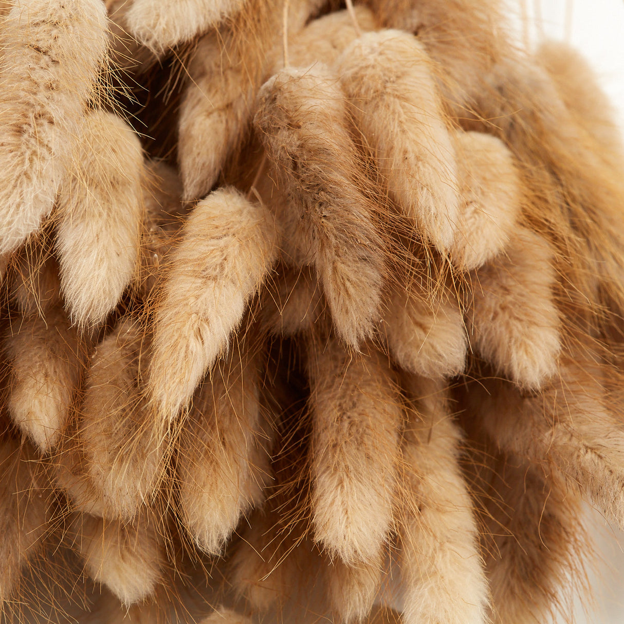 Lagurus, Natural, 70cm Bunch