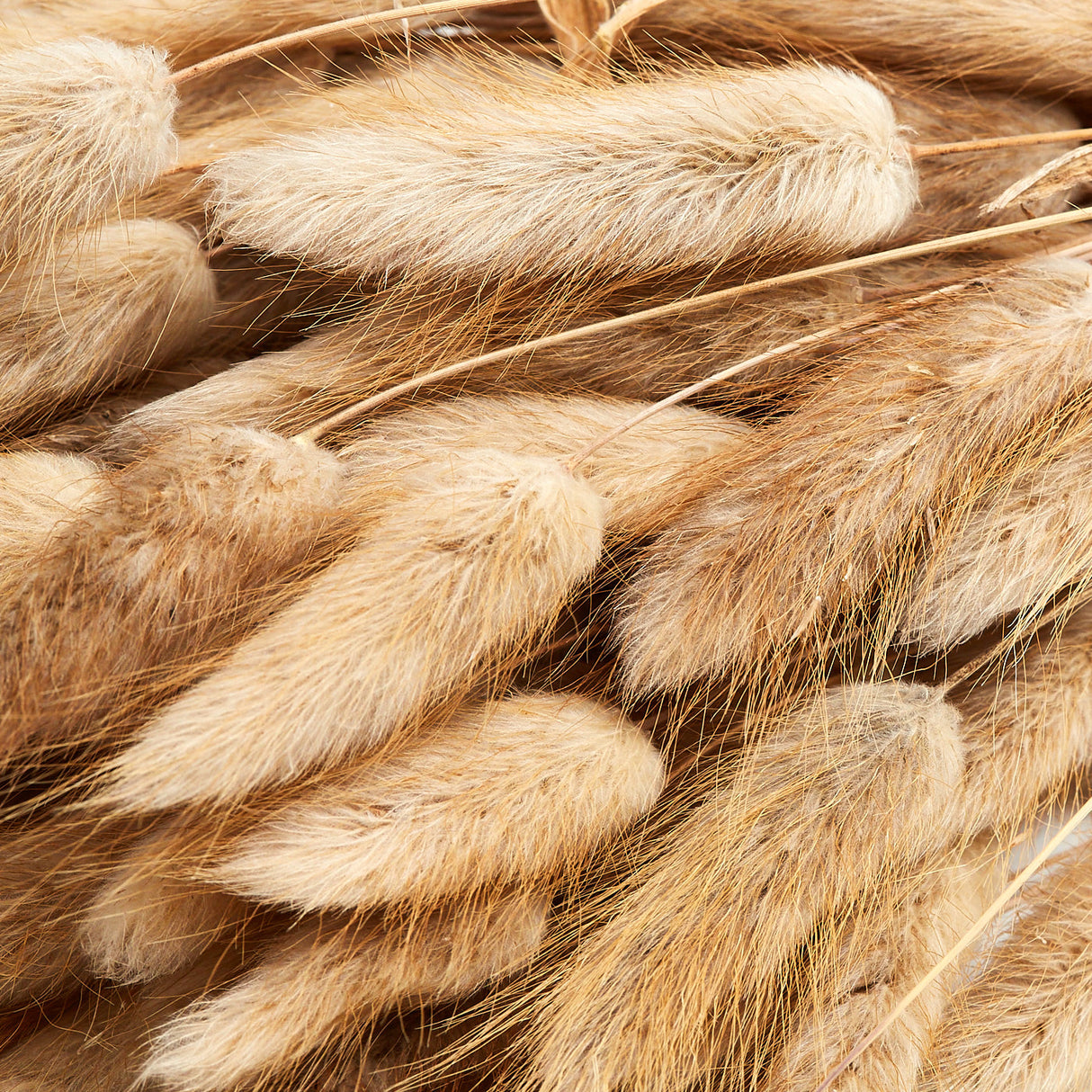 Lagurus, Natural, 70cm Bunch