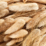 Lagurus, Natural, 70cm Bunch