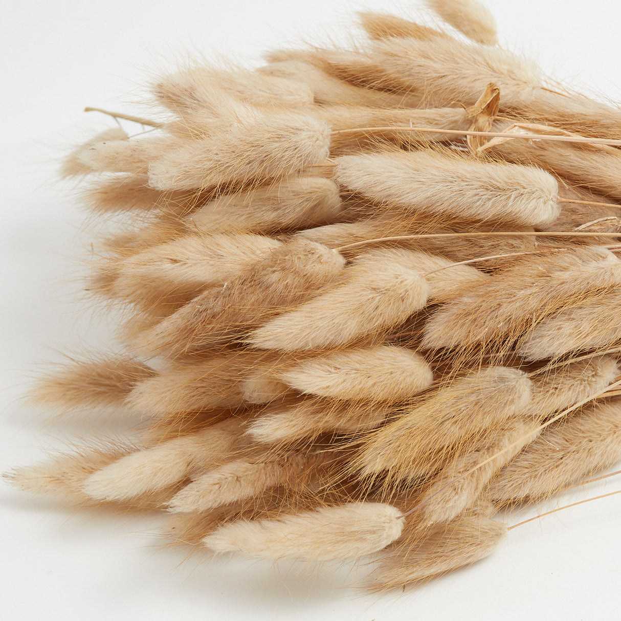Lagurus, Natural, 70cm Bunch