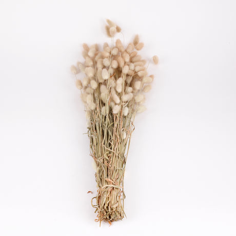 Lagurus, Natural, 70cm Bunch