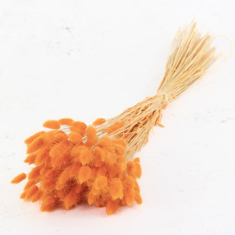 Lagurus ovatus, (Bunny Tails), Orange, 65cm