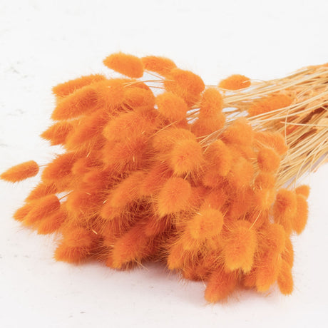 Lagurus ovatus, (Bunny Tails), Orange, 65cm