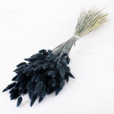 Lagurus ovatus, (Bunny Tails), Dried, Black, 65cm