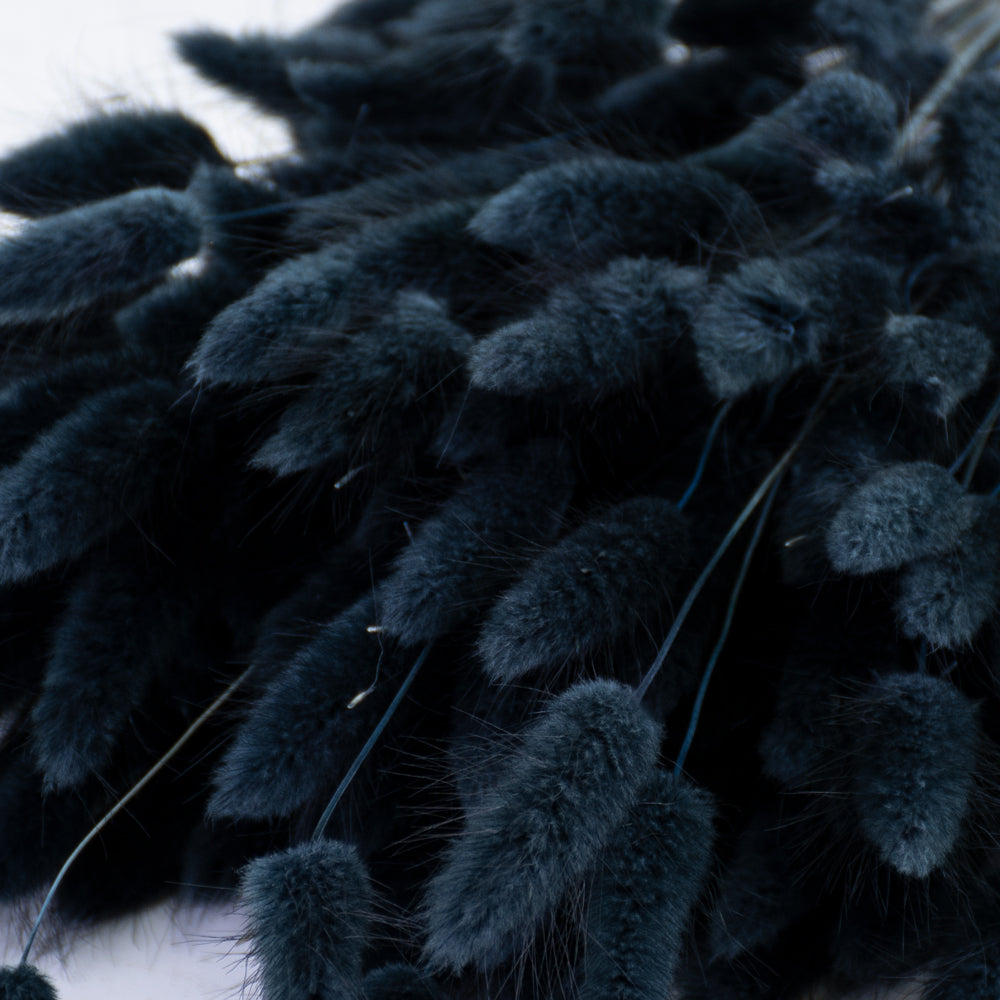 Lagurus ovatus, (Bunny Tails), Dried, Black, 65cm