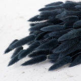 Lagurus ovatus, (Bunny Tails), Dried, Black, 65cm