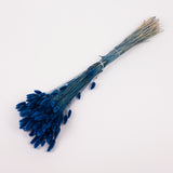 Lagurus ovatus, (Bunny Tails), Dried, Blue, 70cm