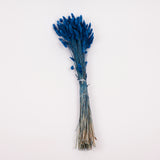 Lagurus ovatus, (Bunny Tails), Dried, Blue, 70cm