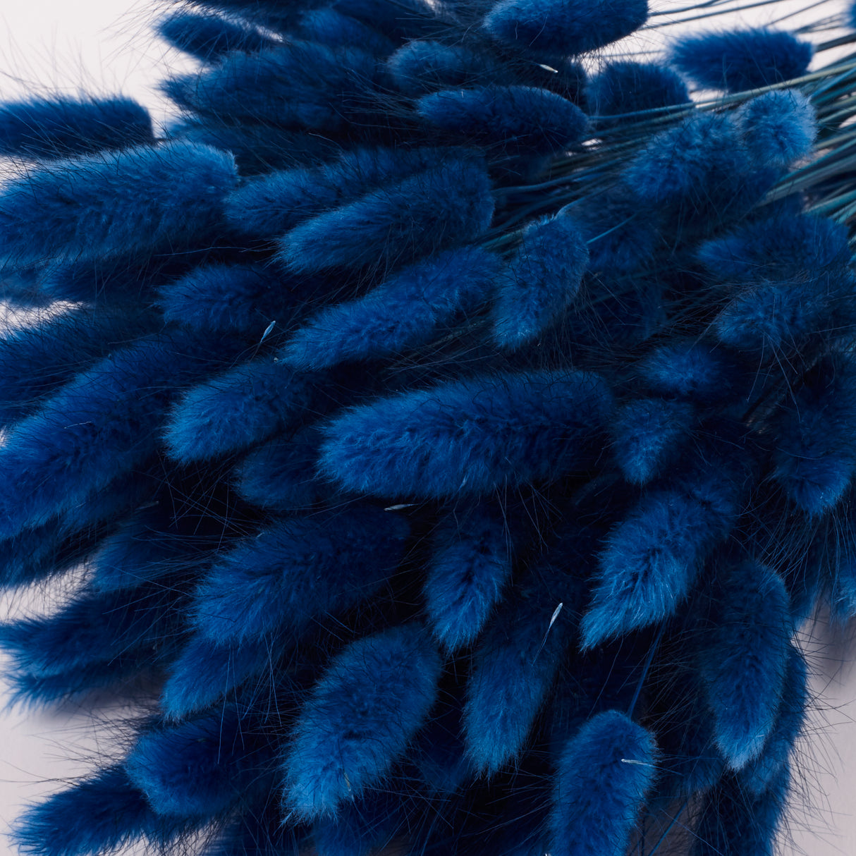 Lagurus ovatus, (Bunny Tails), Dried, Blue, 70cm