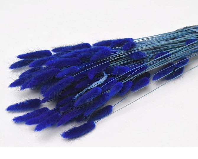 Lagurus ovatus, (Bunny Tails), Dried, Blue, 60cm