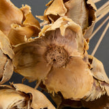 This is an image of a bunch of 10 bleached, palm cup stems laid on a grey background.