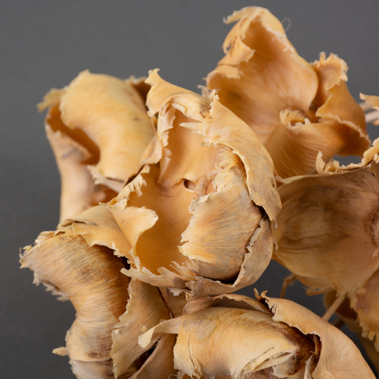 This is an image of a bunch of 10 bleached, palm cup stems laid on a grey background.