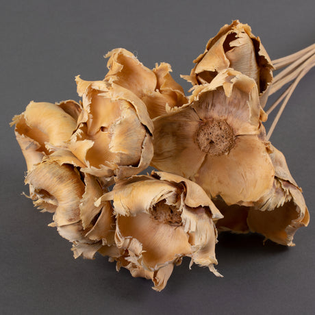 This is an image of a bunch of 10 bleached, palm cup stems laid on a grey background.