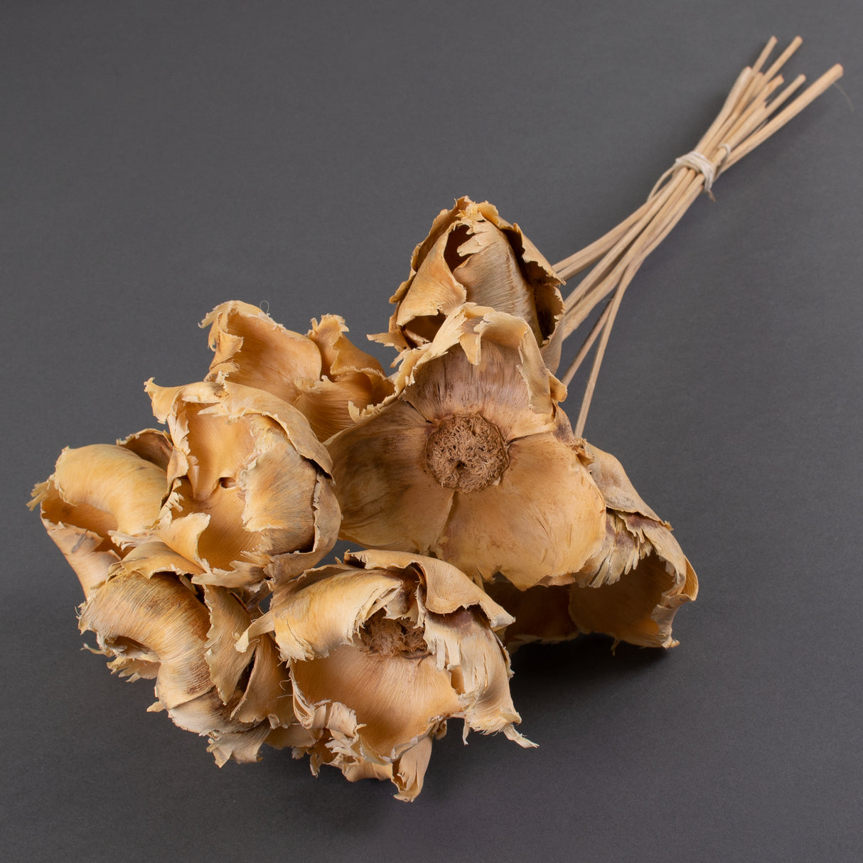 This is an image of a bunch of 10 bleached, palm cup stems laid on a grey background.