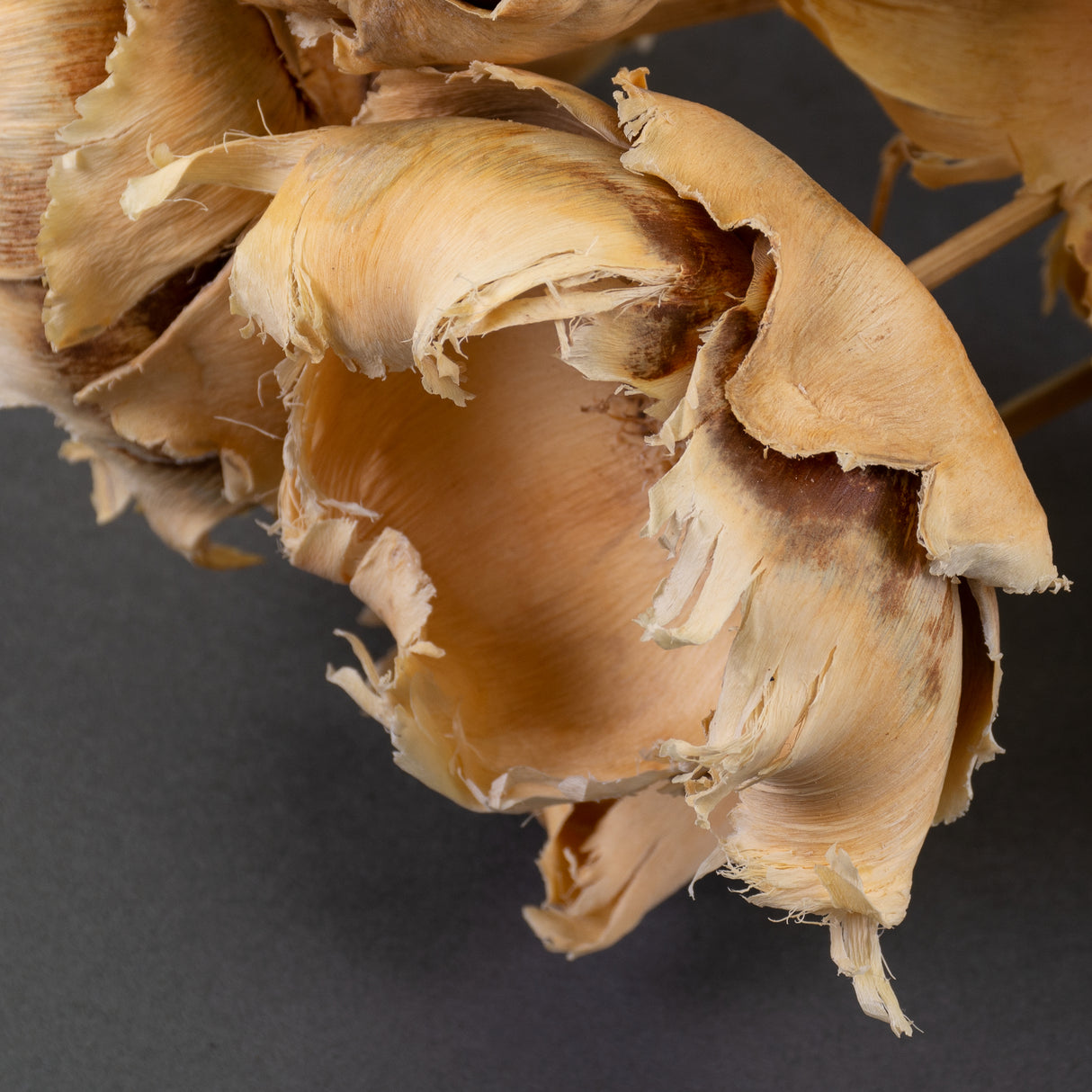 This is an image of a bunch of 10 bleached, palm cup stems laid on a grey background.