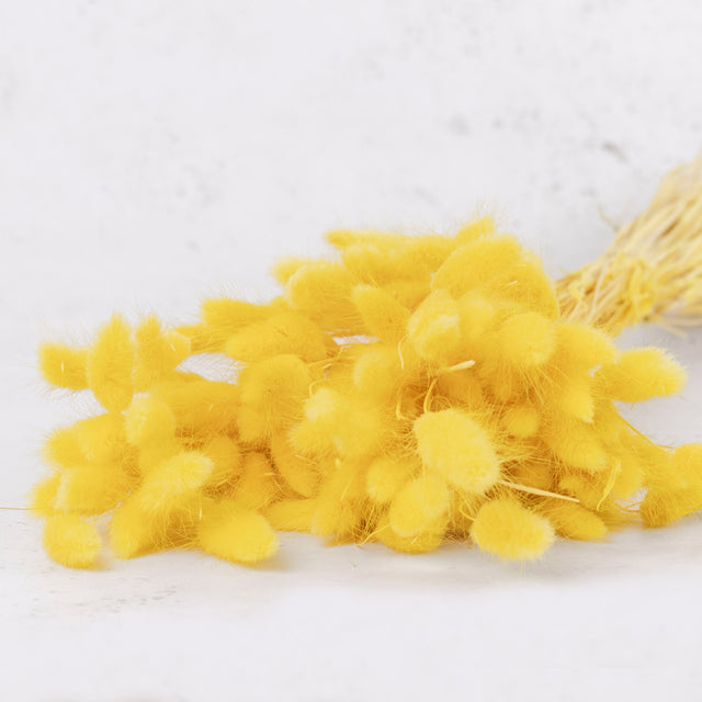 Dried Lagurus Yellow