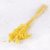 Dried Lagurus Yellow