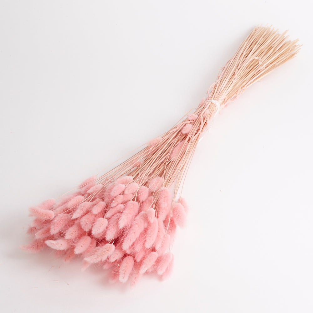 Lagurus ovatus, (Bunny Tails), Dried, Pale Pink, 100g