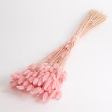 Lagurus ovatus, (Bunny Tails), Dried, Pale Pink, 100g