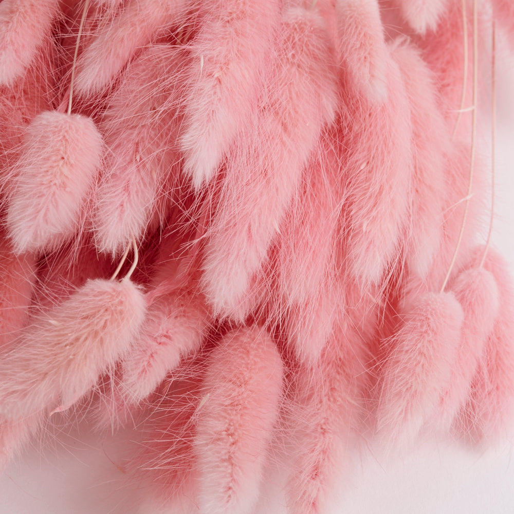Lagurus ovatus, (Bunny Tails), Dried, Pale Pink, 100g