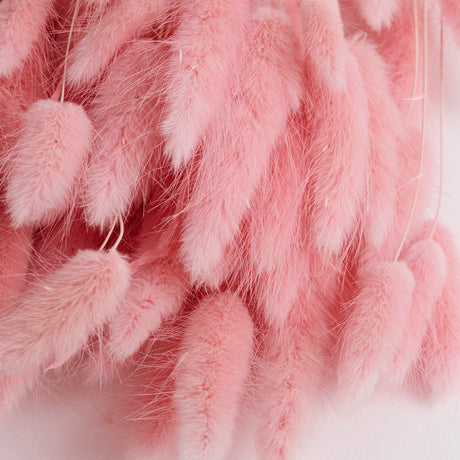 Lagurus ovatus, (Bunny Tails), Dried, Pale Pink, 100g