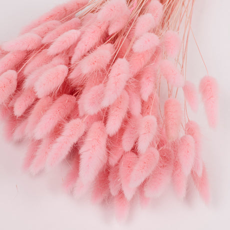 Lagurus ovatus, (Bunny Tails), Dried, Pale Pink, 100g